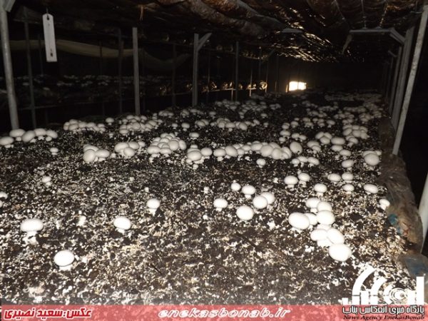 پرورش قارچ خوراکی