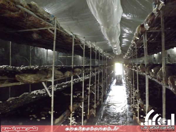 پرورش قارچ خوراکی