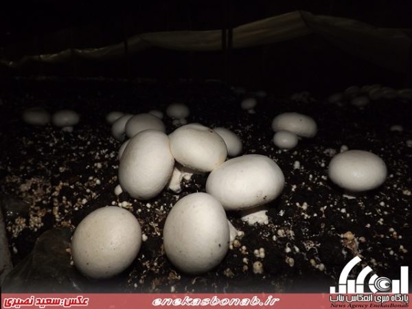 پرورش قارچ خوراکی