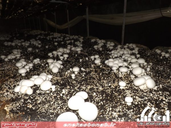 پرورش قارچ خوراکی