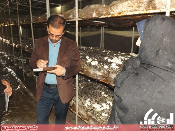 پرورش قارچ خوراکی