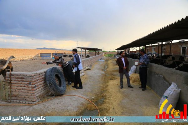 بناب- پرورش شترمرغ