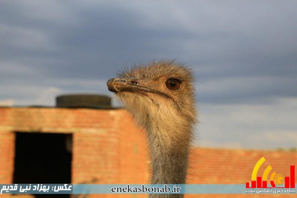 بناب- پرورش شترمرغ