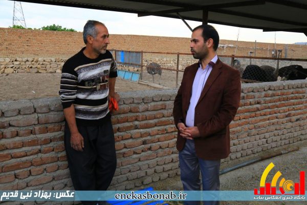 بناب- پرورش شترمرغ