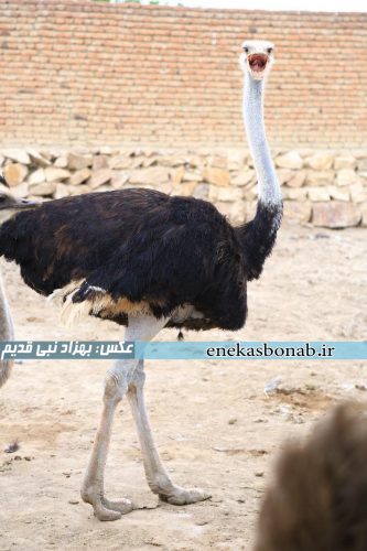 بناب- پرورش شترمرغ