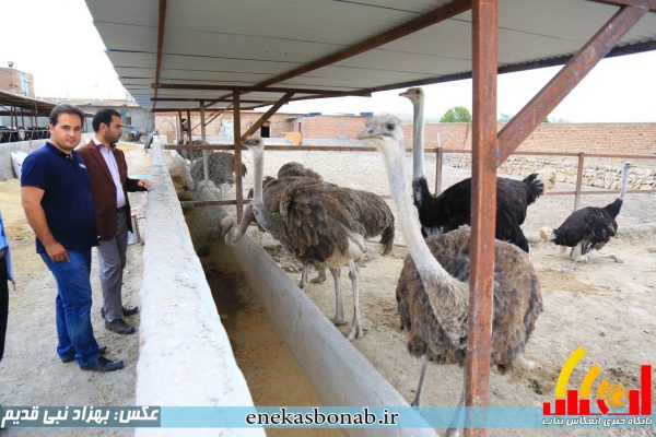 بناب- پرورش شترمرغ