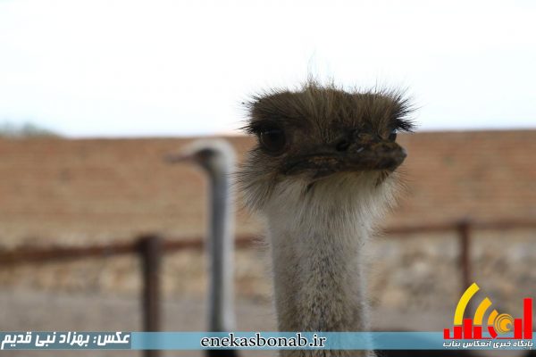 بناب- پرورش شترمرغ