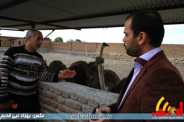 بناب- پرورش شترمرغ