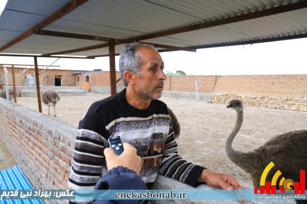 بناب- پرورش شترمرغ