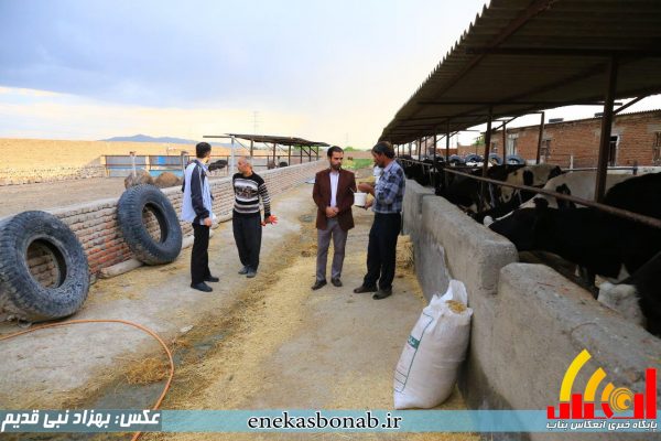 بناب- پرورش شترمرغ