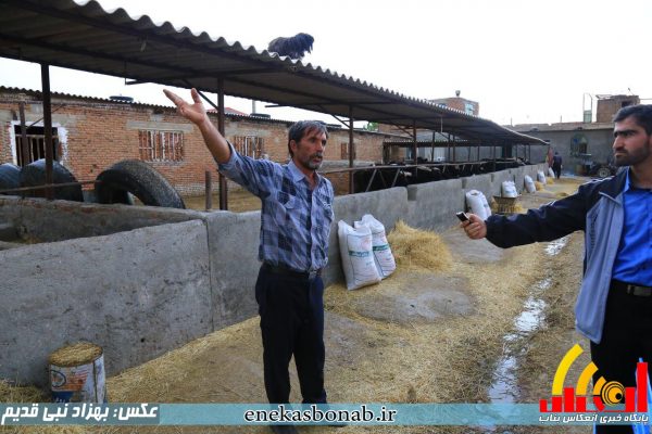 بناب- پرورش شترمرغ