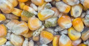 کشف نزدیک ۱۶ تن ذرت قاچاق فاسد شده در بناب