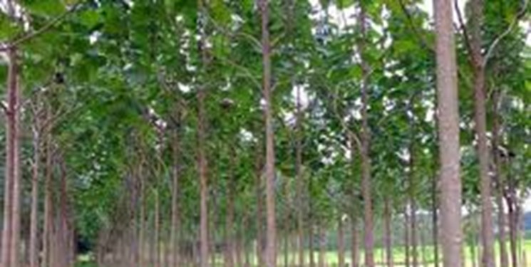 کشف و امحاء ۱۵ هزار اصله گیاه پالونیا در شهرستان بناب