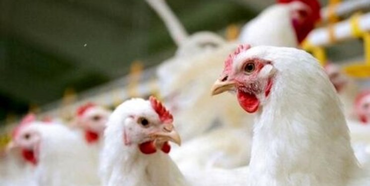 قطع وابستگی به واردات مرغ اجداد و مادر با لاین آرین/ تولید مرغ آ پلاس به عنوان بالاترین رتبه محصول