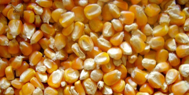 کاهش ۳۳ دلاری قیمت خوراک دام در بازارهای جهانی