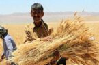 مطالبات گندمکاران در یک هفته آینده پرداخت می‌شود
