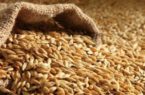 اعتبار خرید تضمینی گندم ۱۵ هزار میلیارد تومان بیش‌تر از سال قبل پرداخت شد