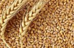 کاهش واردات گندم با ۲ عامل افزایش خرید تضمینی و اجرای طرح هوشمندسازی یارانه آرد و نان