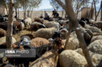 تولید دام در بهار ۱۴۰۳افزایش یافت/ موجودی دام سبک کشور ۷۰ میلیون راس