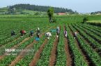 «قانون الزام» برای کشاورزان رایگان است
