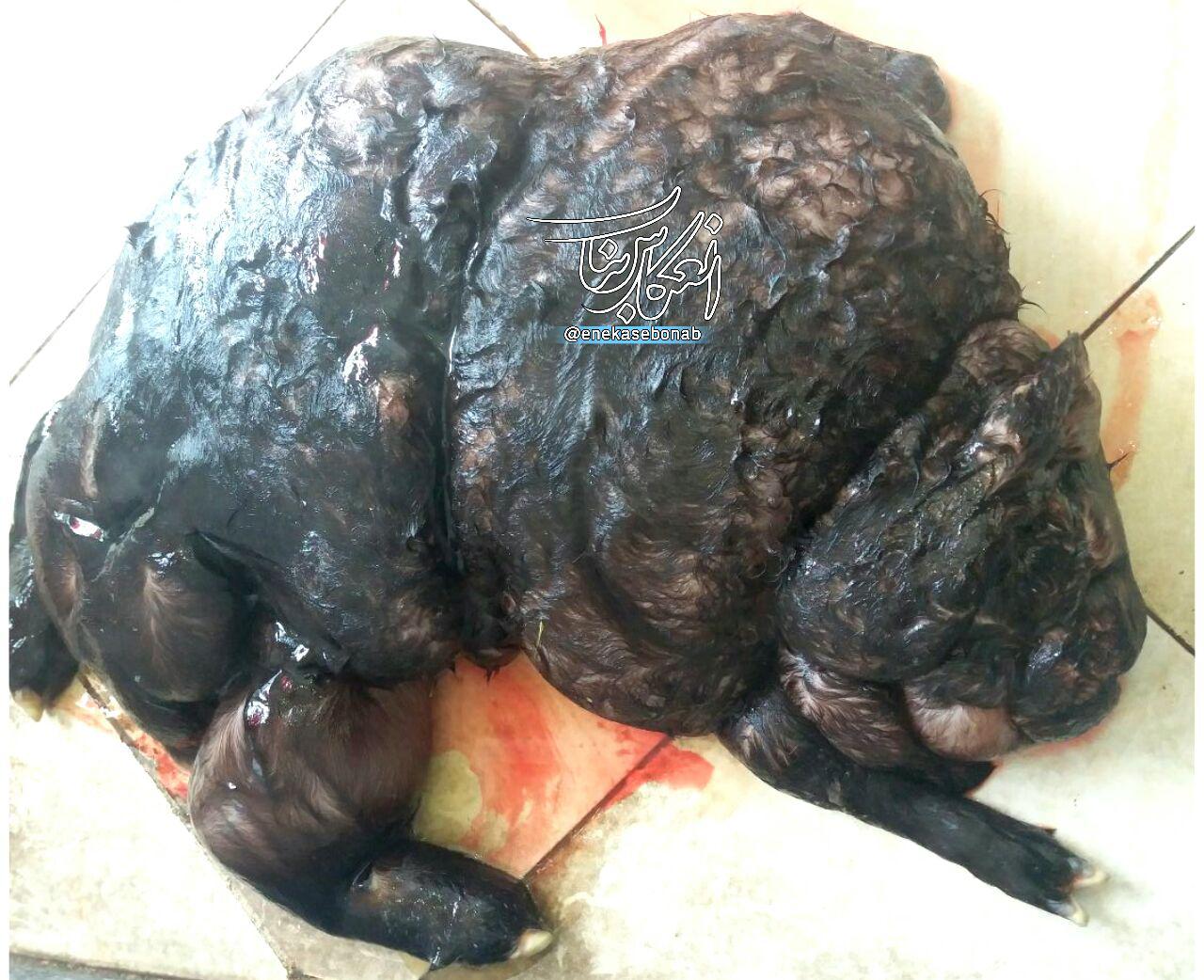 تولد یک بره عجیب الخلقه به وزن ۳۰ کیلوگرم در بناب!+ تصاویر