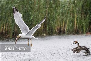 تاکنون در مناطق حفاظتشده شکار غیرمجاز گزارش نشده است