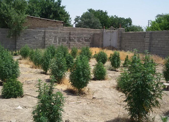 انهدام مزرعه گیاه شاه دانه در شهرستان بناب