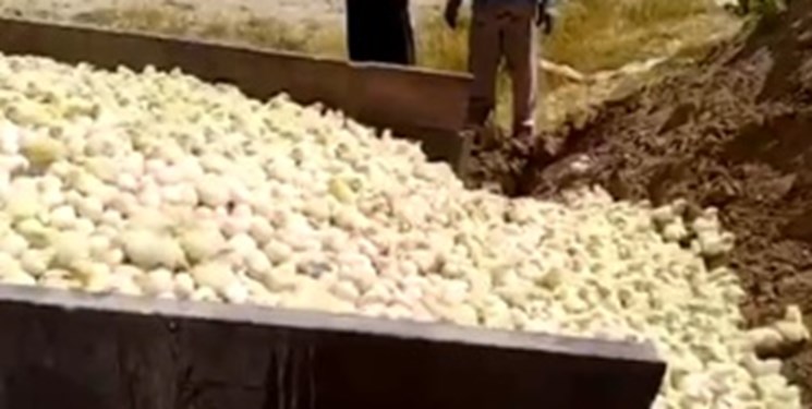 علت معدوم سازی جوجه‌ها / مرغ‌ها را نگه و خروس‌ها را معدوم می‌کنند