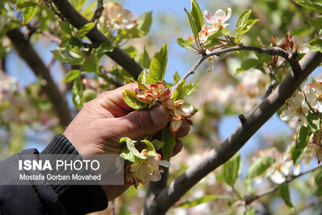 آذربایجان شرقی دمای منفی ۸ درجه را تجربه می‌کند/ باغداران به توصیه‌ها توجه کنند