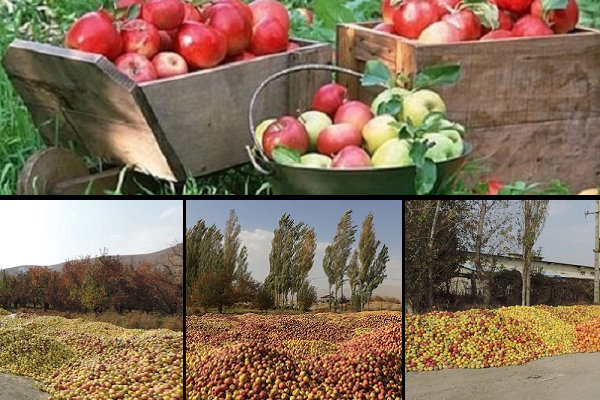 سهم ناچیز ایران از بازار سیب/ موانعی که هرسال بیشتر می‌شوند