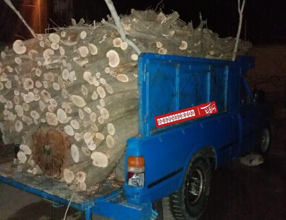 بازداشت عاملان ومین محموله قطع اشجار در تالاب قره قشلاق بناب