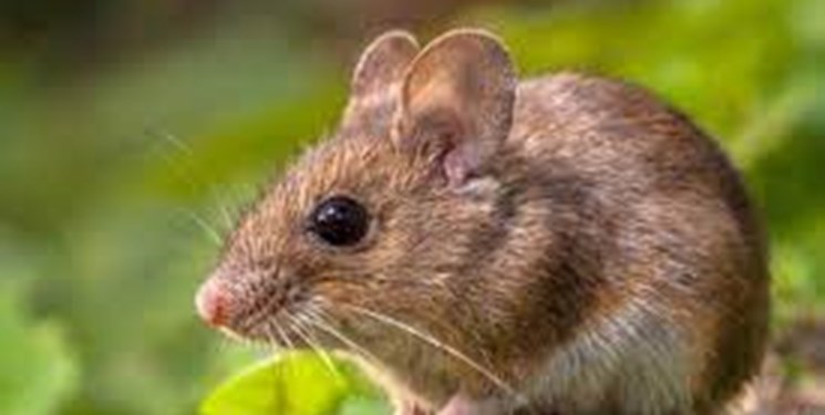 تحمیل تاخیر با ظن مسافر شدن »موش» در هواپیمای تبریز- تهران