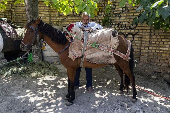 پادکست: پالان طلا