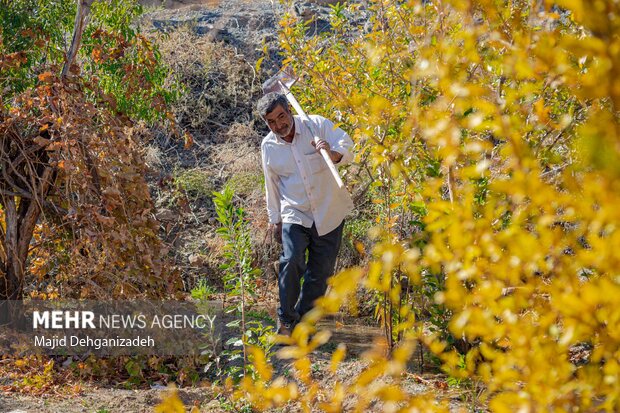 اقساطی شدن بیمه کشاورزی با رعایت الگوی کشت