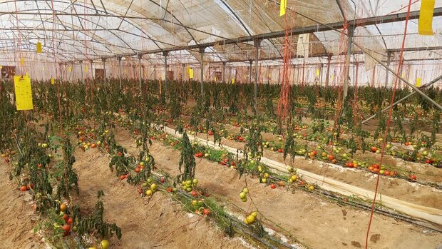 آغاز شناسنامه‌دار کردن محصولات کشاورزی در آذربایجان‌شرقی