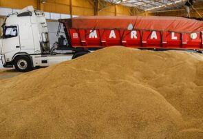 رشد بی سابقه قیمت جهانی گندم در یک روز/ مسئولان می گویند نرخ خرید گندم داخلی مناسب است