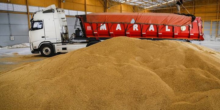 رشد بی سابقه قیمت جهانی گندم در یک روز/ مسئولان می گویند نرخ خرید گندم داخلی مناسب است