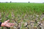 به صدا درآمدن زنگ خطر بحران خشکسالی در آذربایجان شرقی/خسارت ۱۰۲ هزار تنی در ۱۱۷ هزار هکتار اراضی زراعی+ تصاویر
