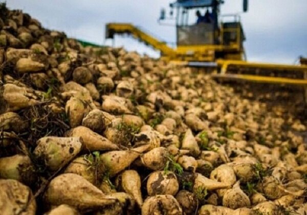 سالانه ۱۲۰ هزار هکتار از مزارع زیر کشت چغندر قند می‌رود