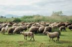 اهدای ۲۵۰ گوسفند قربانی توسط روستائیان و عشایر مراغه