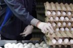عرضه تخم‌مرغ در بازار پایین‌تر از نرخ مصوب
