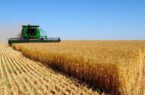 افزایش قیمت گندم با تمدید نشدن قرارداد صادرات گندم اوکراین
