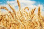 ۲۲۴ هزار تن گندم در آذربایجان‌شرقی خرید تضمینی شد