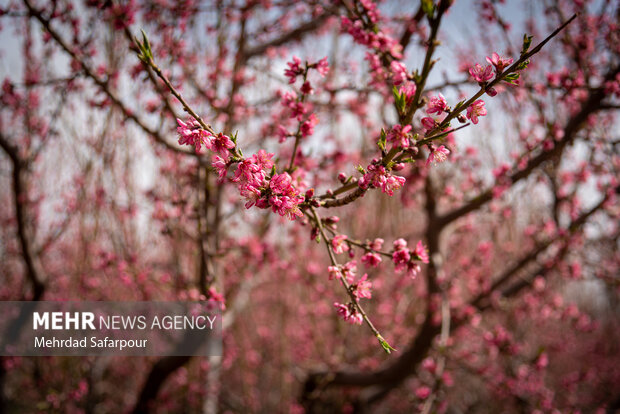 آغاز سامانه جدید بارشی از امروز؛ آسیب به محصولات کشاورزان