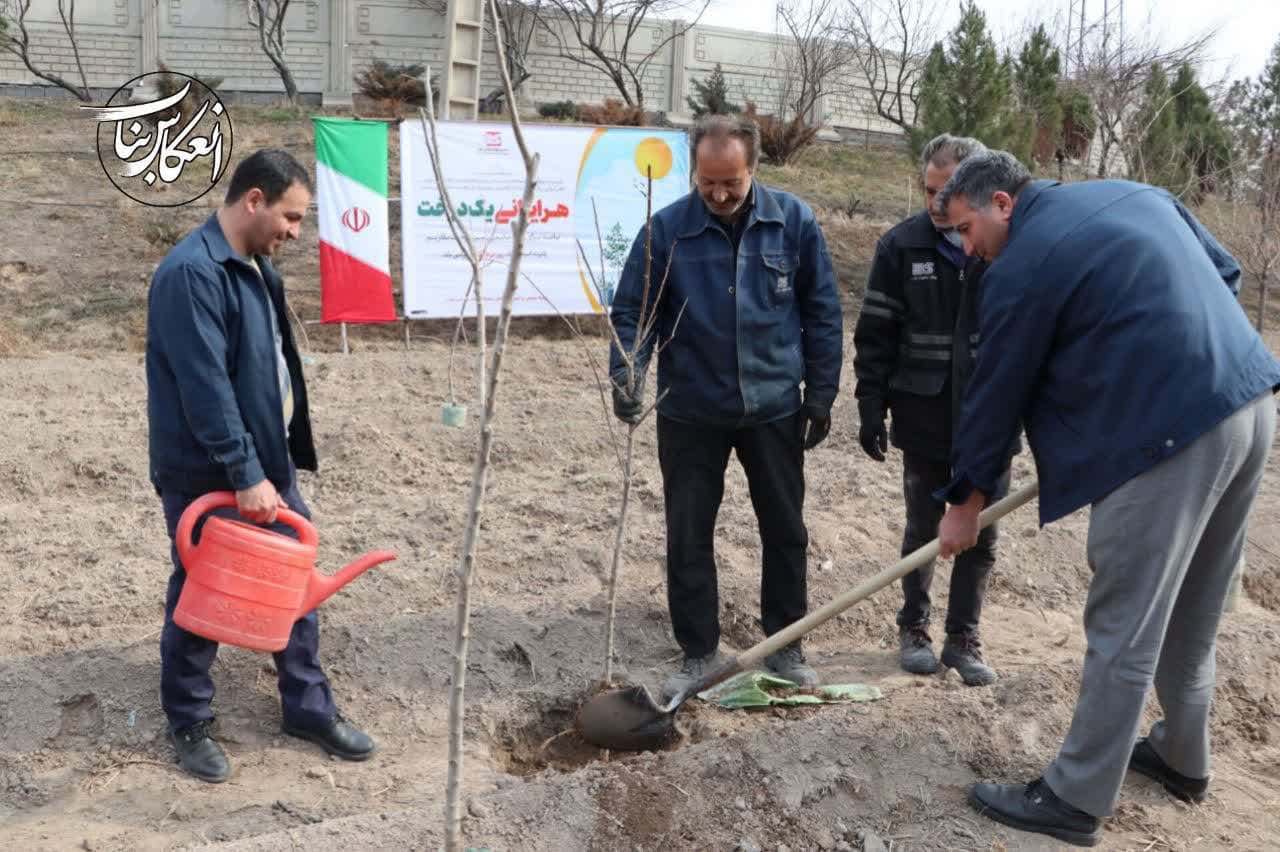 کاشت هزار اصله نهال در مجتمع فولاد صنعت بناب