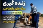 عملیات جمع‌آوری و ساماندهی سگ‌های بلاصاحب و حیوانات موذی و خطرناک در بناب؛ گامی برای ارتقای سلامت و امنیت شهروندان