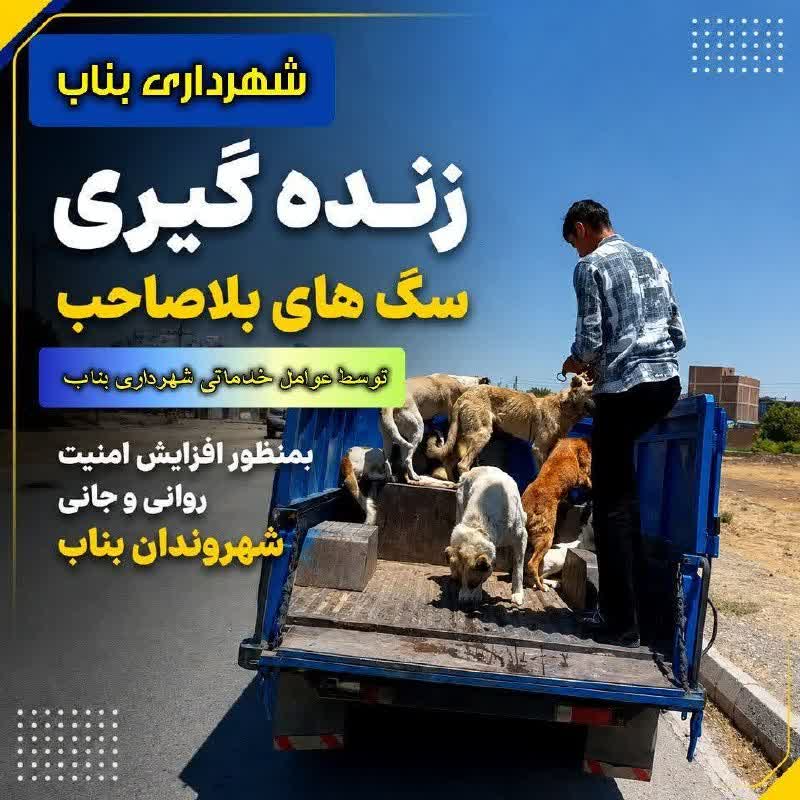 عملیات جمع‌آوری و ساماندهی سگ‌های بلاصاحب و حیوانات موذی و خطرناک در بناب؛ گامی برای ارتقای سلامت و امنیت شهروندان